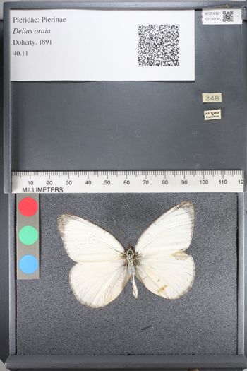 Media type: image;   Entomology 130137